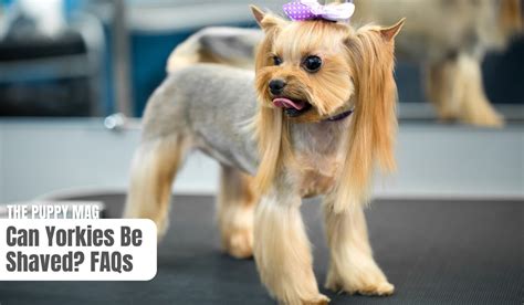 Can You Shave A Yorkie Know This First