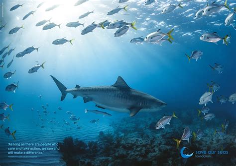 Why Are Sharks Important Save Our Seas Foundation