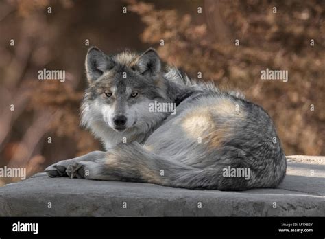 An Amimal Hi Res Stock Photography And Images Alamy