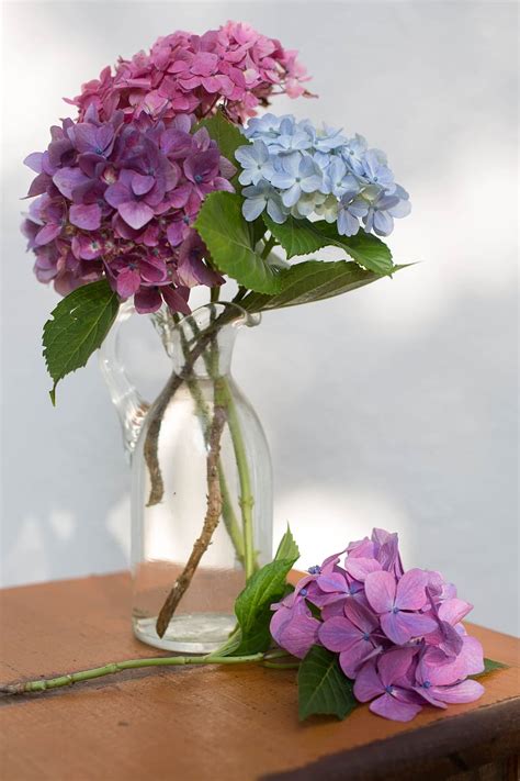 Hd Wallpaper Pink Purple And Blue Hydrangeas Flowers In Vase Glass