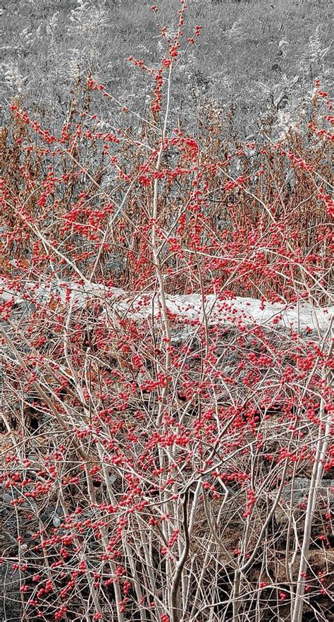 Winterberry Select Color Photograph By Kathy Barney Fine Art America