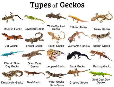 Geckos Facts And List Of Different Types With Schlegels Japanese