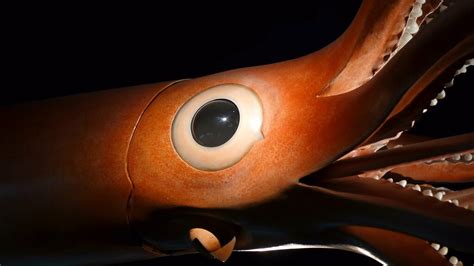 Molaiadesign Giant Squid Eye