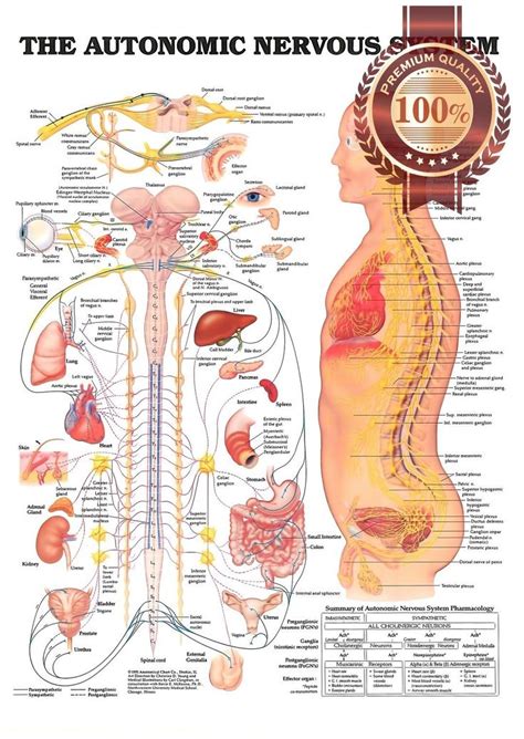 The Autonomic Nervous System Anatomical Diagram Chart Print Premium