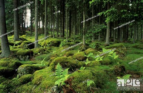 Ancient Boreal Coniferous Forest Interior With Moss Covered Rocks And