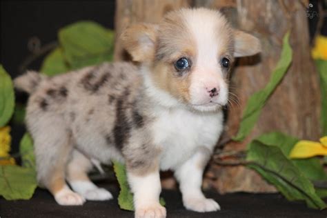 We held her out of the ring until the cardigan nationals in portland, oregon in april, where she won best puppy in sweepstakes, with 79 puppies competing, and best bred by exhibitor in shows. Welsh Corgi, Pembroke puppy for sale near Dallas / Fort ...