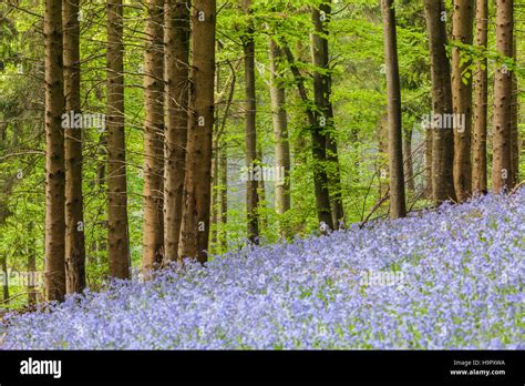 Delcombe Wood Dorset England Uk Stock Photo Alamy