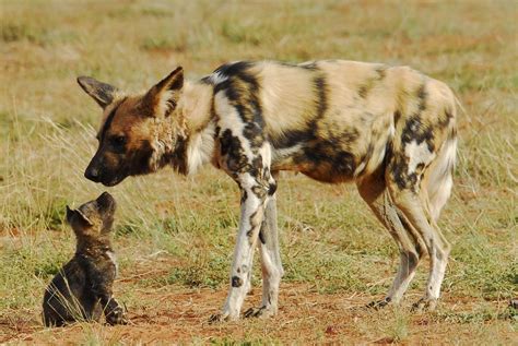 El Licaón Lycaon Pictus Las Crías Nacerán En Una Madriguera De Oso