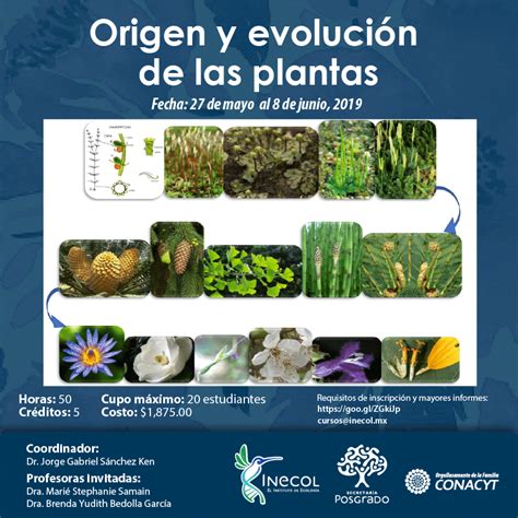 Pdf Origen Y Evolución De Las Plantas
