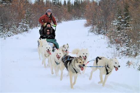 Ethical And Sustainable Dog Sledding In The Arctic Canada