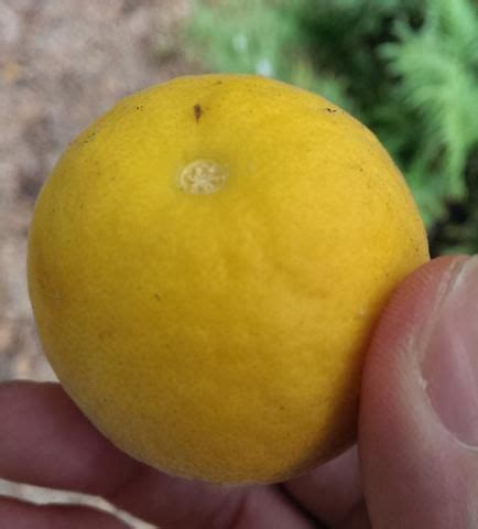 Poncirus trifoliata fruit | Fruit, How to grow lemon, Growing lemon trees