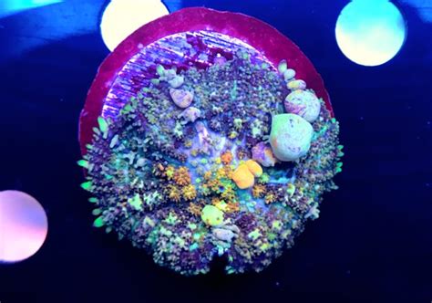 Hey everyone, just received the powerball mushroom today. New Jersey - Powerball Bounce and Mushrooms For Sale | REEF2REEF Saltwater and Reef Aquarium Forum