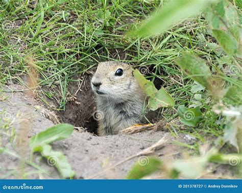 Gopher In The Hole Stock Image Image Of Marmot Hair 201378727