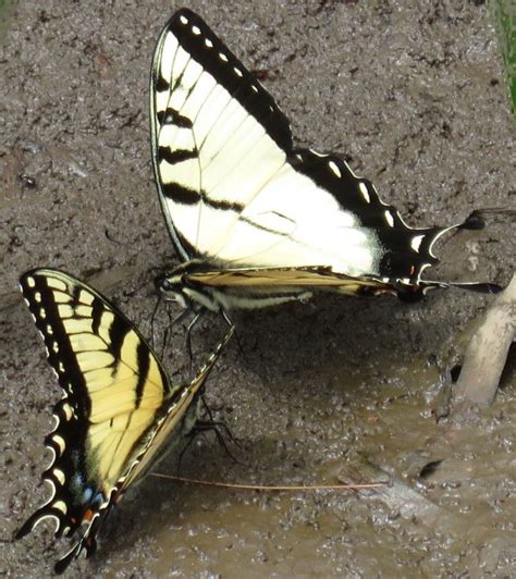 Side By Side Swallowtails Eastern And Appalachian Tigers Leplog