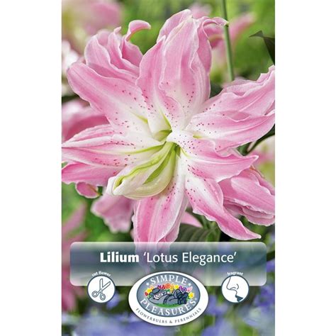 Simple Pleasures Lilium Oriental Lotus Elegance 2pk Bulb