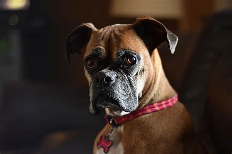 Why You Should Not Get A Boxer 12 Cons Of The Breed Boxer Dog Diaries