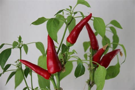 How To Grow Chillies Indoors Chili Plants Growing In House