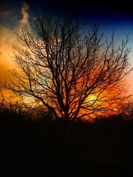 Tree Sunset Beautiful Free Stock Photos In Jpeg  1944x2592 Format