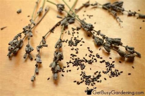 How To Collect Lavender Seeds From Your Garden Get Busy Gardening