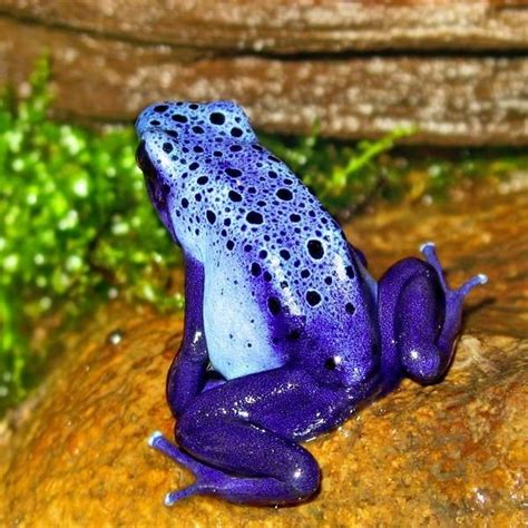 Poison Dart Frog Facts Find Interesting Information About Their