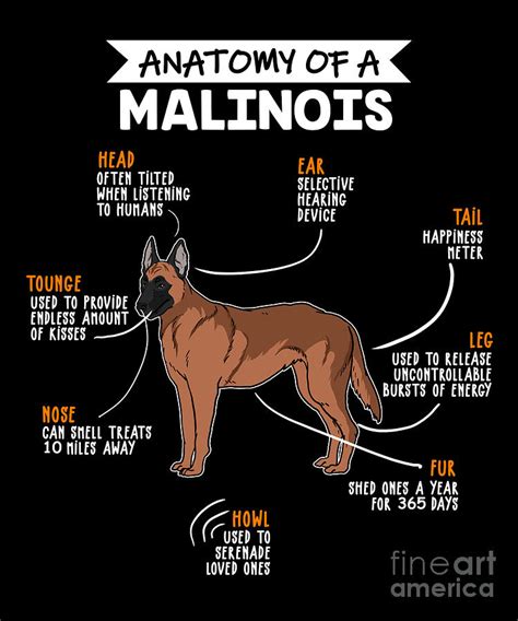 Anatomy Of A Malinois Funny Dog Owner T Digital Art By J M