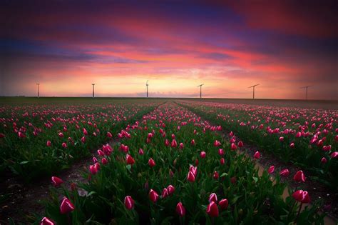 Hình Nền Phong Cảnh Hoàng Hôn Hoa Cánh đồng Thực Vật Tulip Cánh