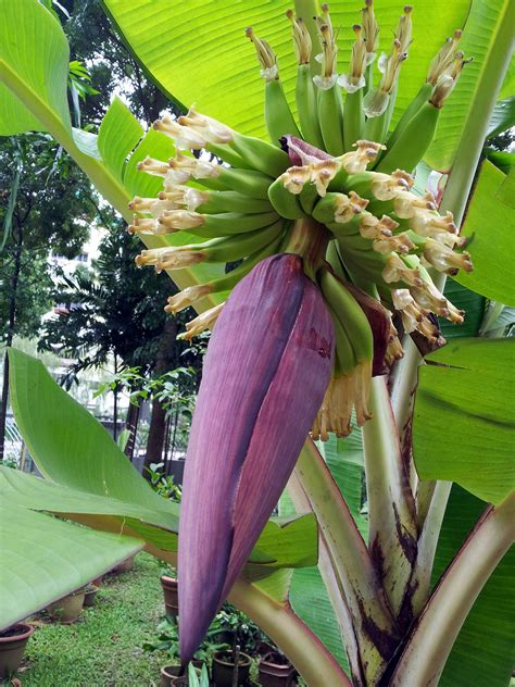 Banana Plant Bloom