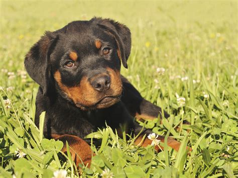 They are very happy, healthy and social. Free photo: Rottweiler - Animal, Dog, Free dog photos ...