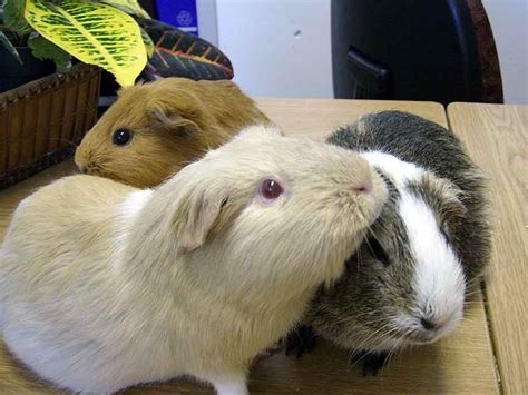 Guinea Pig Domestic Guinea Pig Has Enjoyed Widespread Popularity As A