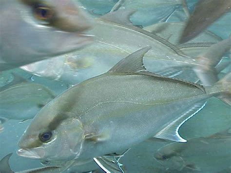 Amberjack Culture Progresses At Oceanic Institute Responsible Seafood