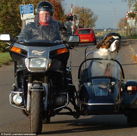 19 Dogs In Sidecars Sidecar Dog Trailer Motorcycle Sidecar