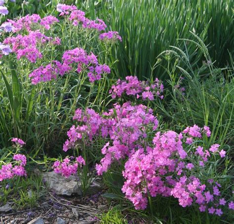 Wild Pink Phlox Flowers