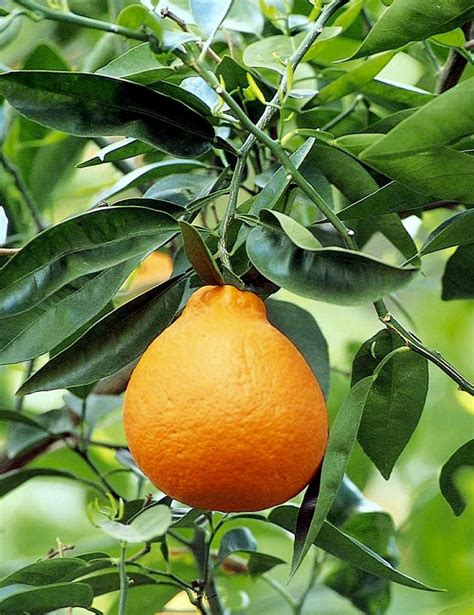 SEEDS Dwarf Orange Navelina Citrus sinensis Navel Orange | Etsy