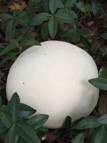 Giant Puffball Fungi Of Virginia · Inaturalist