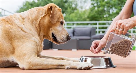 As every dog is different from each other, their nutritional requirements also vary accordingly. Best Cheap Dog Food - Healthy, Natural, Organic & Grain ...