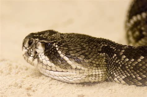 Are Rattlesnakes Pit Vipers