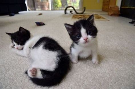 Black And White Kittens Cute Cats Kittens Cutest Cute Animals