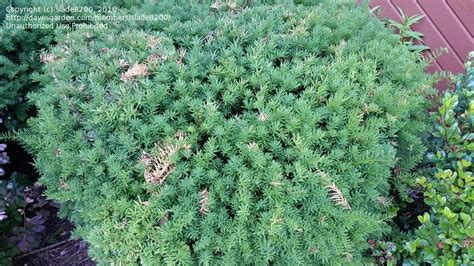 Plant Identification Very Common Green Ornamental Shrub With Needles
