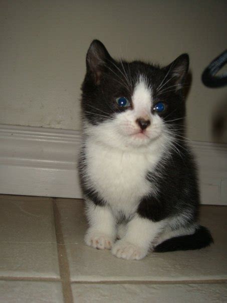 Tuxedo Cat Kitten Animalgals
