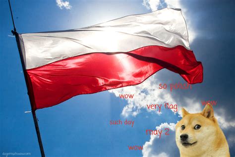 Dogs With Flags Polish Flag Day 🇵🇱 Doge Much Wow