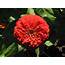 Zinnia Flower FREE Stock Photo Image Red Garden 