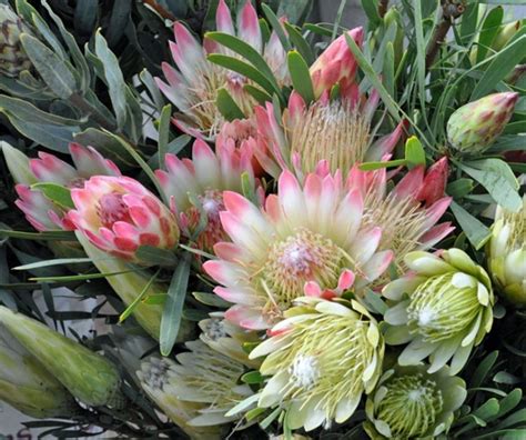 Protea Pink Sugarbush Protea Proteas And Leucadendrons Flowers By
