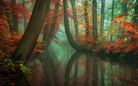 Wallpaper Sunlight Trees Landscape Forest Fall Leaves Water