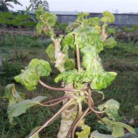 1 Papaya Plants In Bangladesh With Symptoms Of Leaf Curl Disease