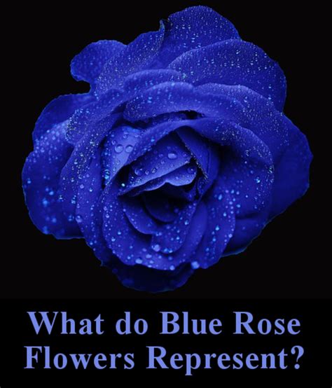 Meanwhile pink, a softer hue, suggests a more gentle, feminine love. All the Different Colors of Roses and Their Meanings ...