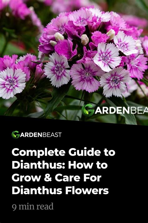 Complete Guide To Dianthus How To Grow And Care For Dianthus Flowers