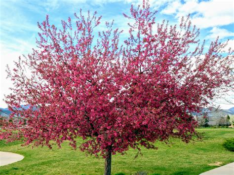Mille Fiori Favoriti The Flowering Crabapple Capital Of Colorado