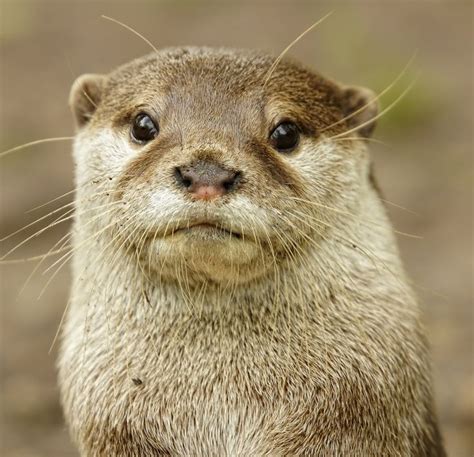 Otter Takes A Stoic Portrait — The Daily Otter