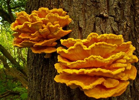 Съедобные грибы, растущие на пнях: названия и характеристики