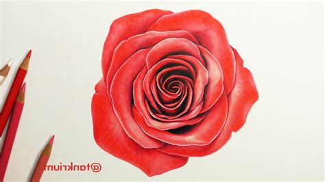 Pencil Rose Drawing At Getdrawings Free Download